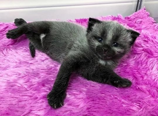 kitten-fever-coat