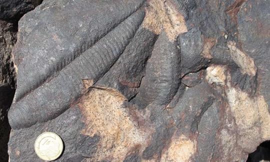 Uranium-lead dating shows that the Cambrian explosion is younger than previously thought