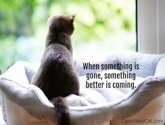 kitten-window-better-future