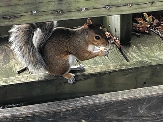 learn today - a squirrel nibbling on a cheese puff