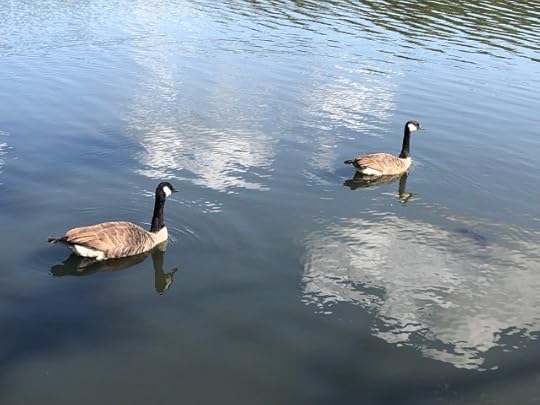 learn today - two geese afloat on a calm pond