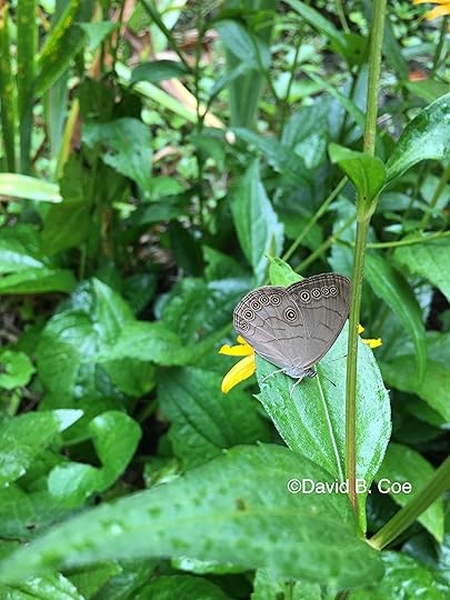 Appalachian Brown, by David B. Coe