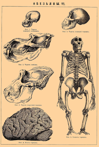 image from upload.wikimedia.org