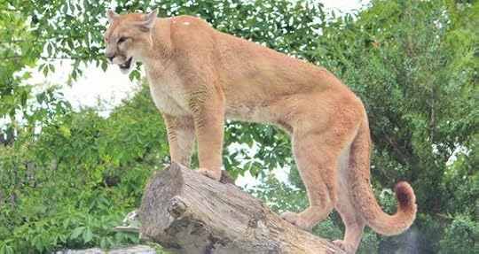 cougar and a man - Google Search