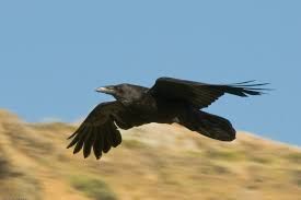 raven - Google Search