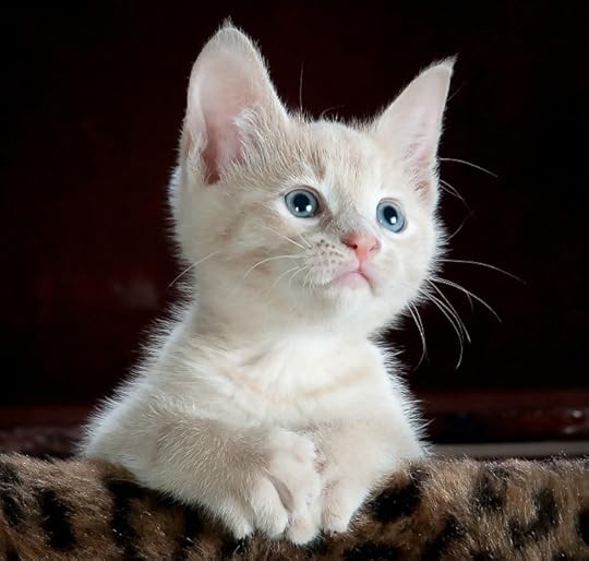 powerpoint-cat-kitten