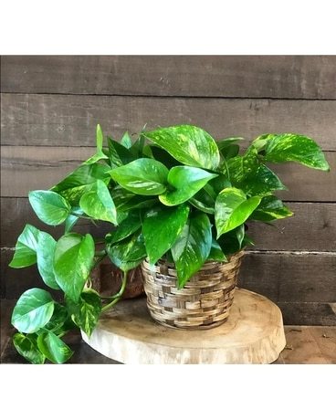 Pothos Plant in Brooklyn NY - Marine Florists