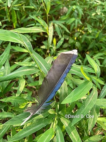 Blue Jay Feather, by David B. Coe