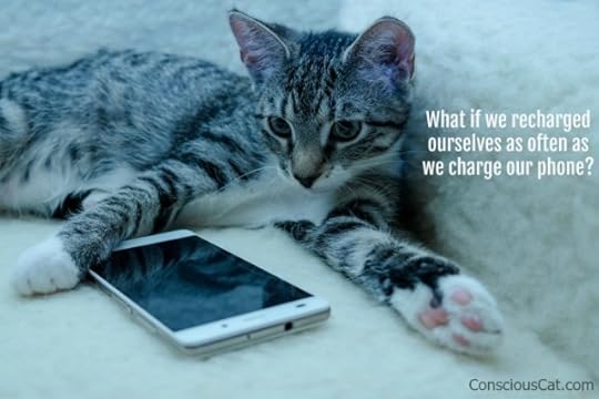 cat-phone