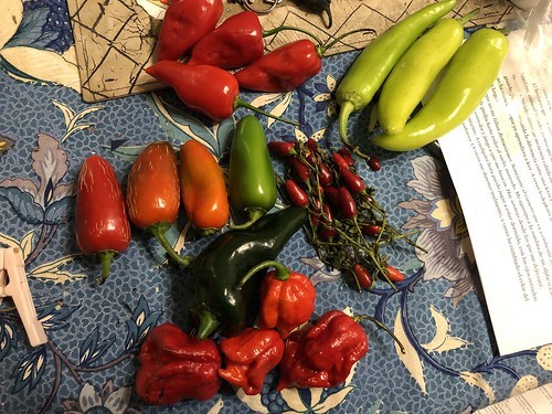 pepper bounty