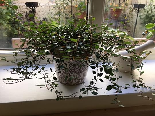 Maidenhair Vine from Home Spun Botanics