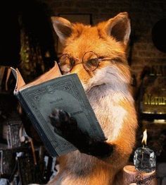 30+ Best animals with books images | animals, cute animals, pets