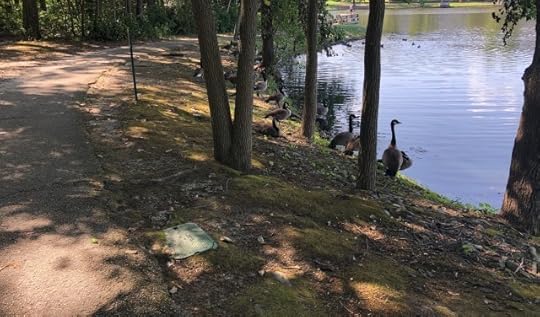 who cares? Geese at a pond along a path.