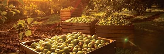 Image of an apple orchard in Ireland during autumn harvest time. 