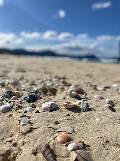 marion-bay-beach-shells-philippa-moore