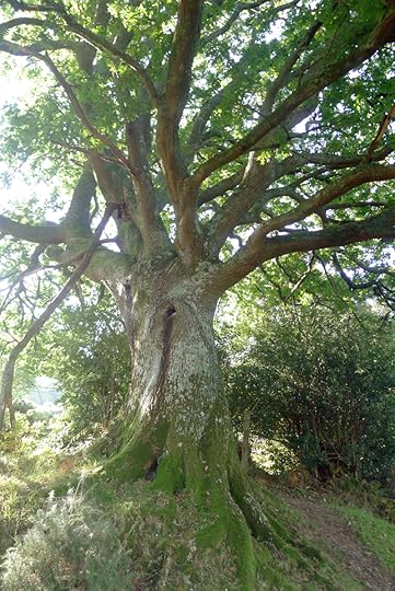 Old Oak