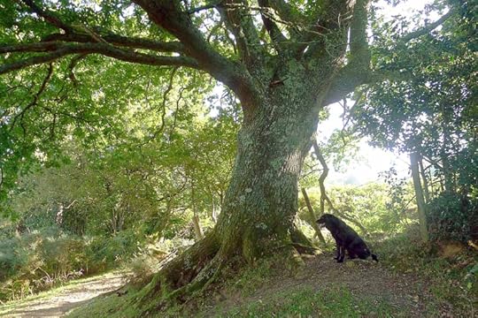 Tilly and Old Oak 2