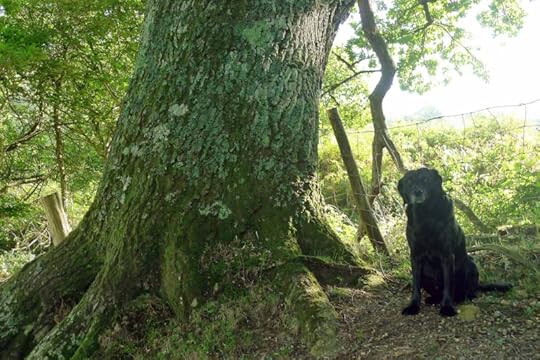 Tilly and Old Oak 3