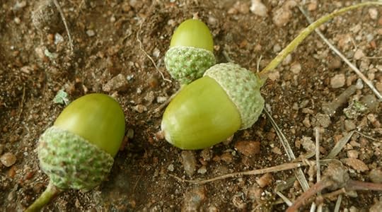 Acorns