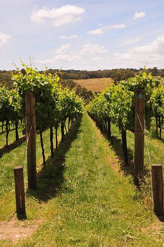 Red Hill South, Victoria, Australia. Montalto Vineyard 1 | by philk_56