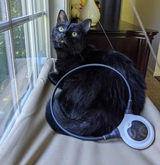 assisi-loop-cat