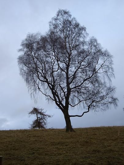 File:Trees in silhouette - geograph.org.uk - 1041566.jpg