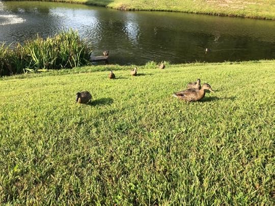 can or can't - ducks seeking food