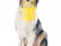 Quick Life Lessons: Which Dog Do You Feed?