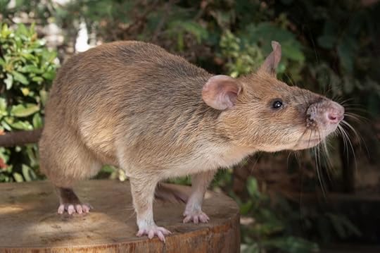 rat recipient of bravery medal