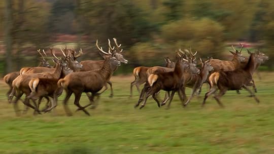 Running Deer by Alex Herbert, 2010