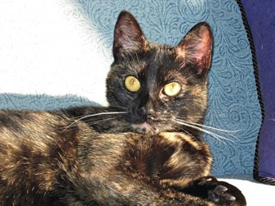 remembering-Ruby-tortoiseshell-cat