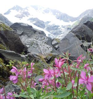 flowers and mountains; grief<br />