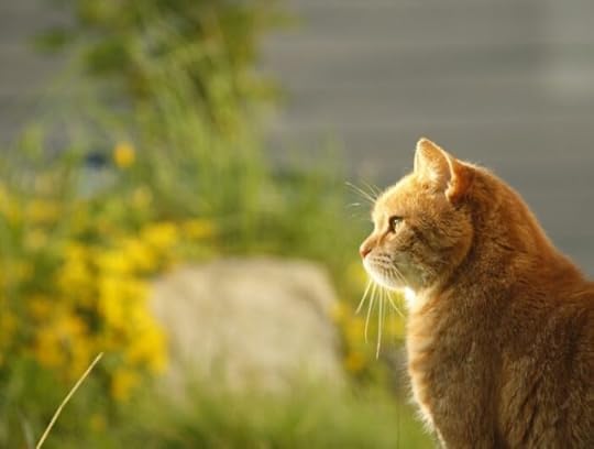cat-fresh-air