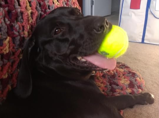 Distracting your dog with a toy can help stop the tremors. Capa’s favorites are squeaky tennis balls! Photo is self-taken.
