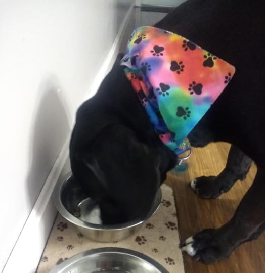 Your dog’s appetite shouldn’t be affected by idiopathic head tremors. Sometimes food or treats can help your dog snap out of an episode, so make sure you always have some on hand. Photo is self-taken.