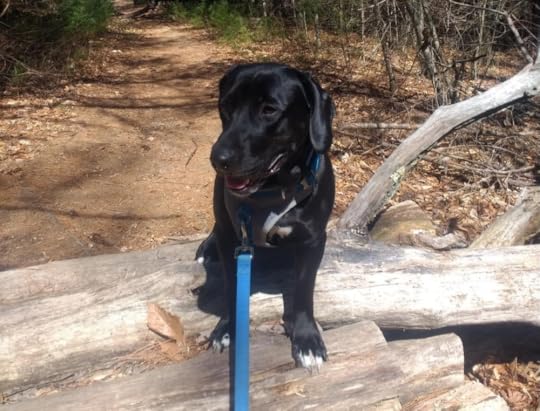 Take your pup for a nature walk as a distraction! Sometimes dogs (like Capa) get so excited at the sight of the leash alone that it will stop an episode. Plus all the smells along the trails will keep him occupied. Photo is self-taken.