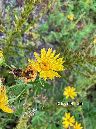 Fall Aster and Dew, by David B. Coe