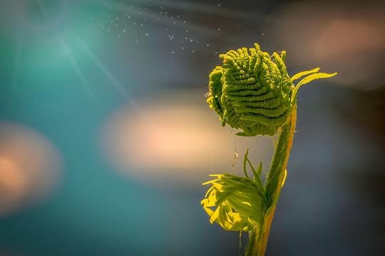 mystical growth