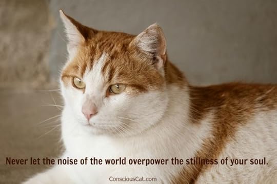 calm-cat