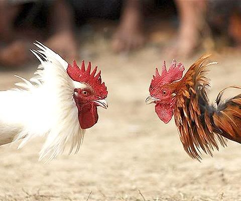 Cockfighting
