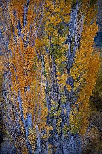 Cottonwood © Harold Davis