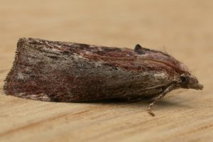 Great Wax moth by Paul Carter