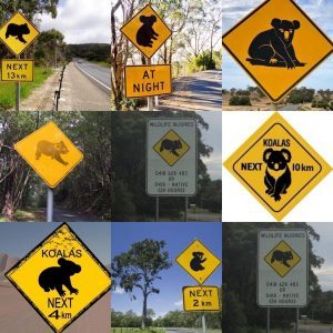 Koala Signs 2 - Dr Paul Carter