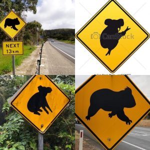 Koala Signs by Dr Paul Carter