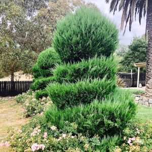Topiary