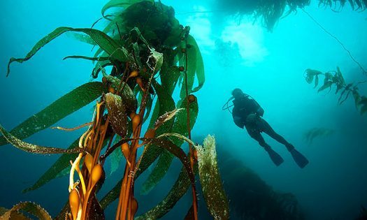 Kelp