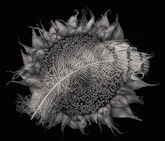 Hawk Feather and Dried Sunflower © Harold Davis