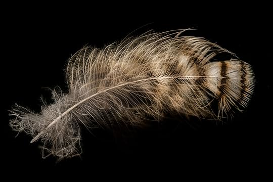 Hawk Feather © Harold Davis