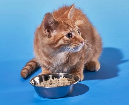 cat-food-dish