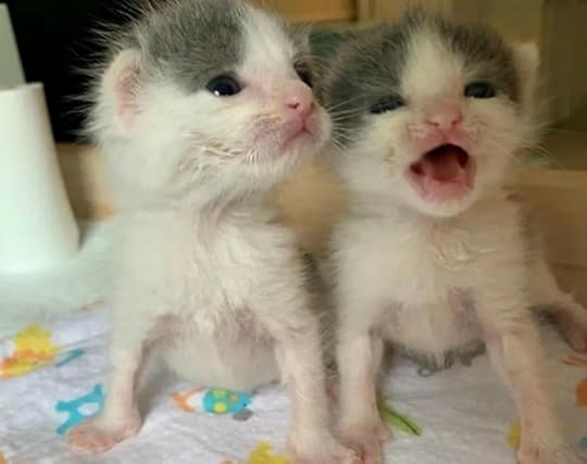 twin-kittens-rescued